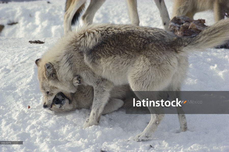 Lobo (lupus de Canis) afirmando la dominación sobre miembro del paquete de matar, Minnesota