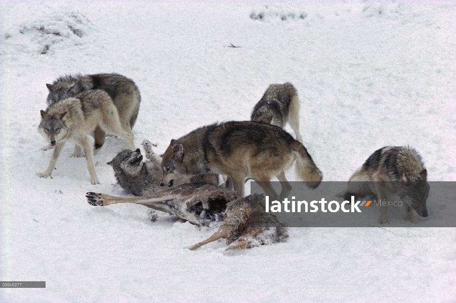 Macho alfa de lobo (Canis lupus) afirmando la dominación sobre otro miembro de paquete en el canal d