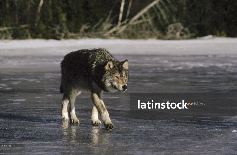 Lobo (lupus de Canis) caminar sobre el lago congelado, Minnesota