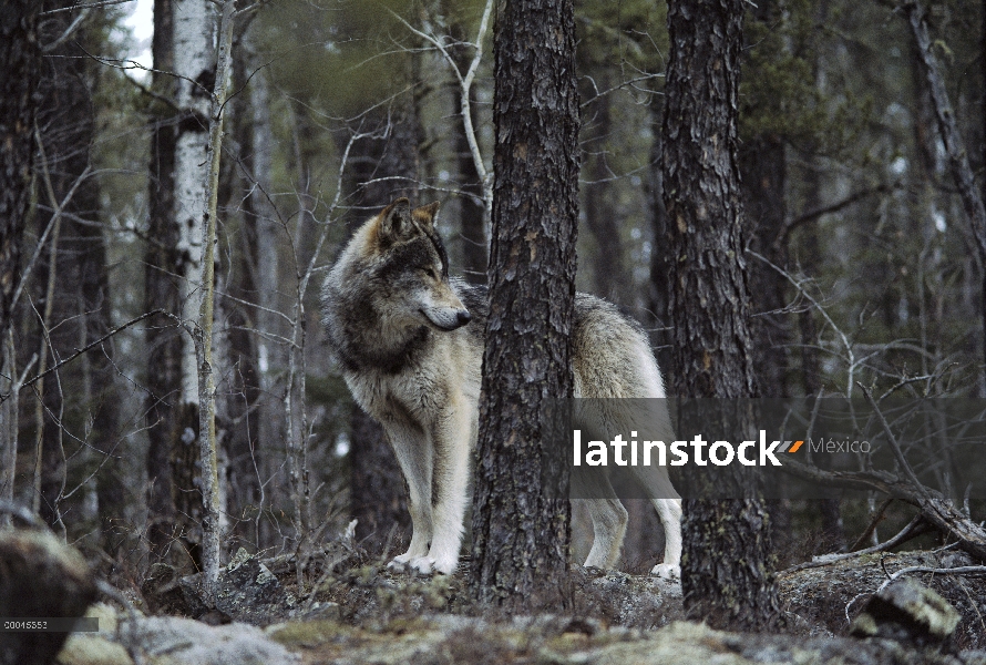 Lobo (Canis lupus) en el bosque, Northwoods, Minnesota