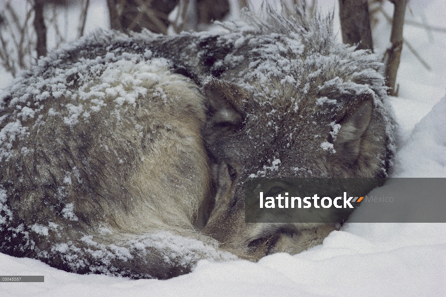 Lobo (lupus de Canis) acurrucado en la nieve contra el frío, Minnesota