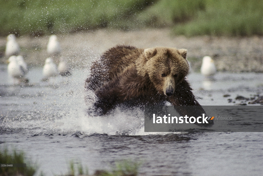 Oso Grizzly (Ursus arctos horribilis) tratando de atrapar salmones en el río, Alaska