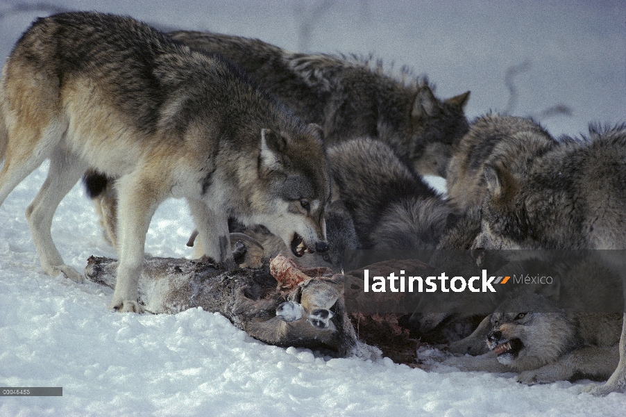 Lobo (lupus de Canis) afirmando la dominación como pack está alimentando en la canal del venado de c