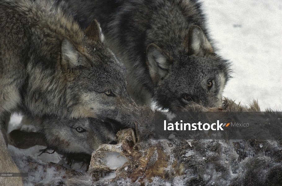 Paquete de lobo (Canis lupus) de alimentación en el canal de venado, Minnesota