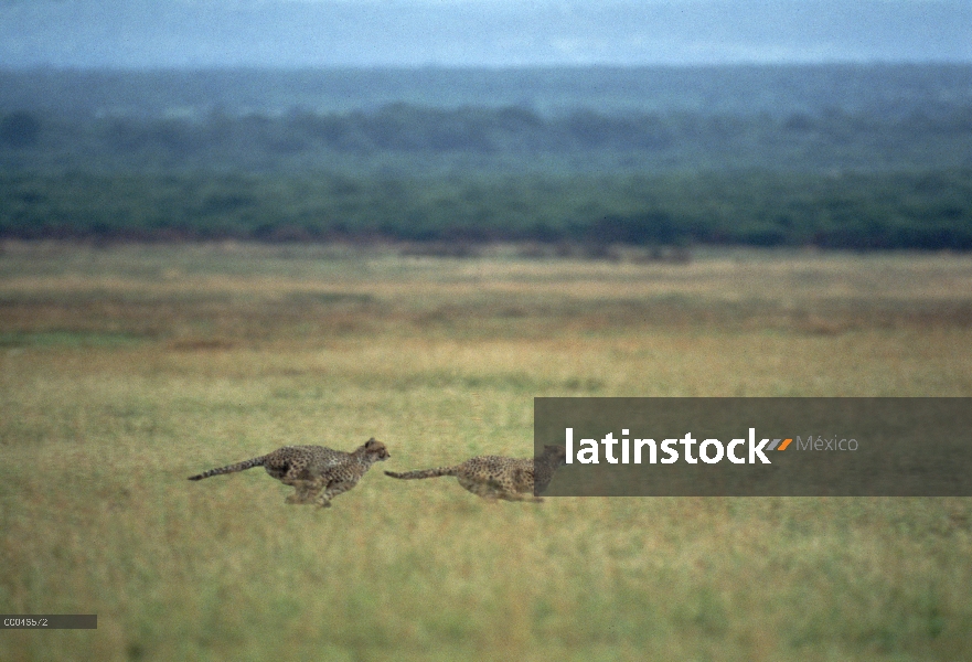 Par de guepardo (Acinonyx jubatus) funcionando, Kenia