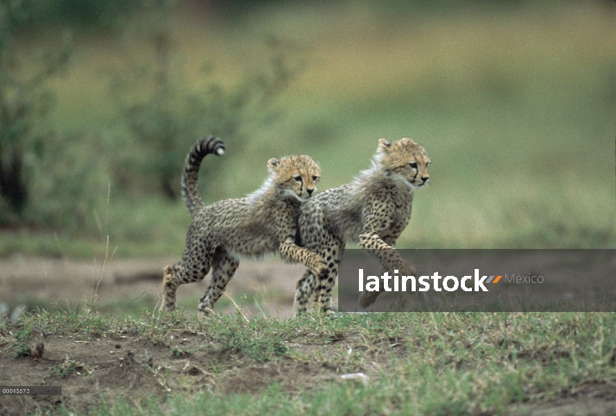 Par de guepardo (Acinonyx jubatus) de cachorros corriendo, Kenia