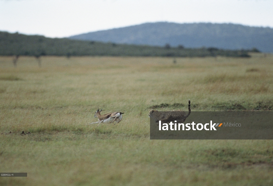 Guepardo (Acinonyx jubatus) persiguiendo gacelas 's de Thomson (Eudorcas thomsonii), Kenia