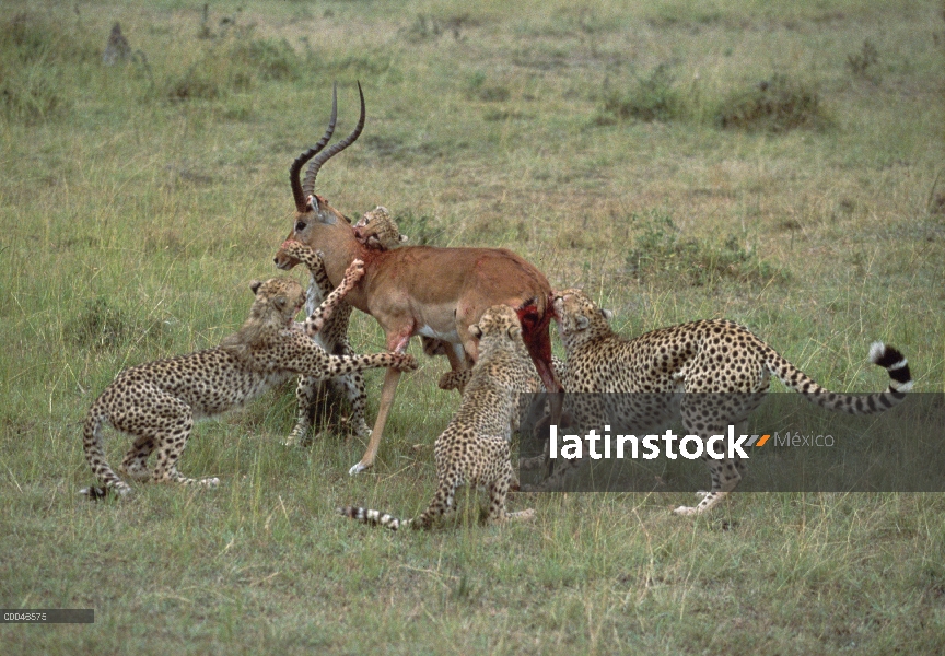 Guepardo (Acinonyx jubatus) ataca Impala (Aepyceros melampus), Kenia