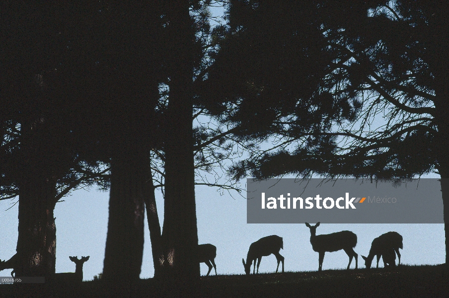 Venado de cola blanca (Odocoileus virginianus) de la manada pastando en la ladera de la colina, coli