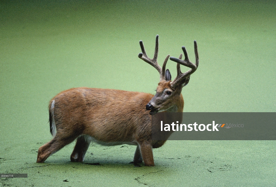 – Venado cola blanca (Odocoileus virginianus) hombre en el bosque alimentándose de estanque en lente