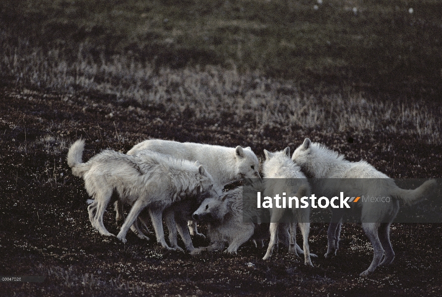 Omega de lobo Ártico (Canis lupus) presentación para el envasado de los miembros, isla de Ellesmere,