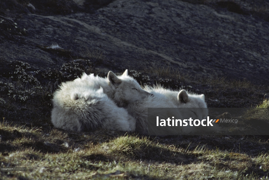 Par de lobo Ártico (Canis lupus) dormir, isla de Ellesmere, Nunavut, Canadá