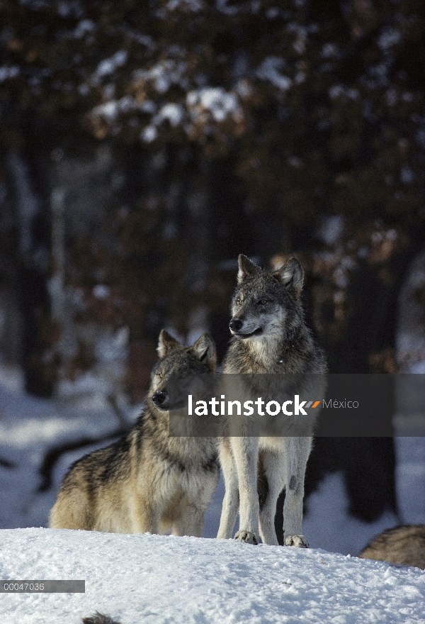 Par de lobo (Canis lupus), Northwoods, Minnesota