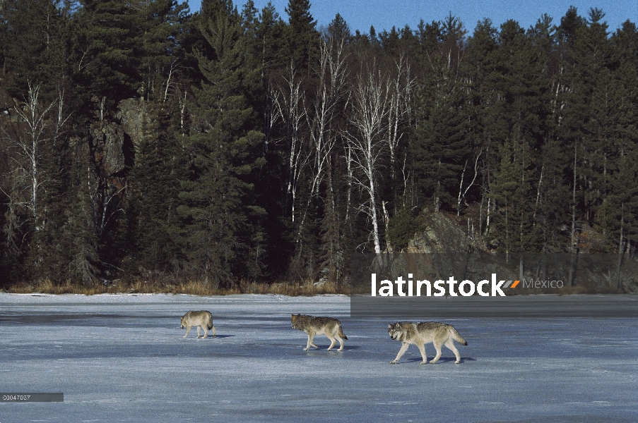 Trío de lobo (Canis lupus) cruzando el congelado lago, Minnesota