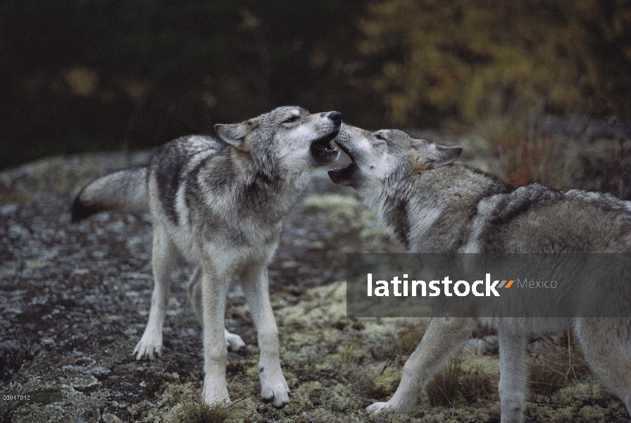 Par de lobo (Canis lupus), saludándose, Minnesota