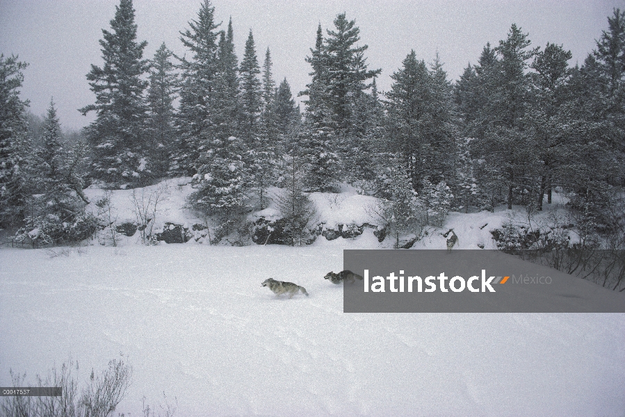 Trío de lobo (Canis lupus) cruzar Nevado lago congelado, límite aguas canoa zona desierto, Minnesota