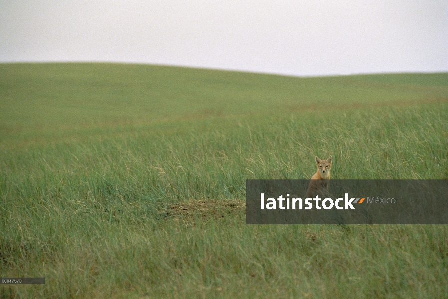 SWIFT el zorro (Vulpes velox) en pradera, Dakota del sur