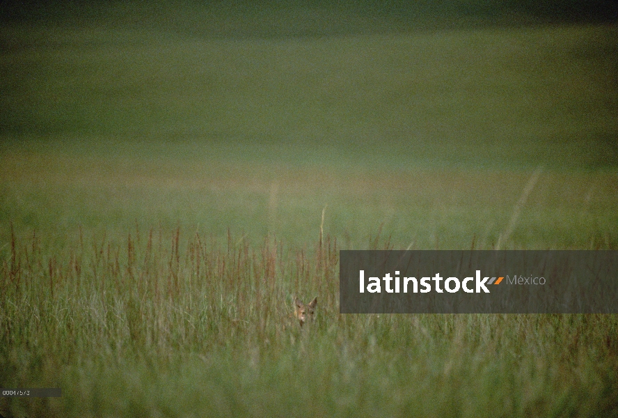 SWIFT el zorro (Vulpes velox) en pradera, Dakota del sur