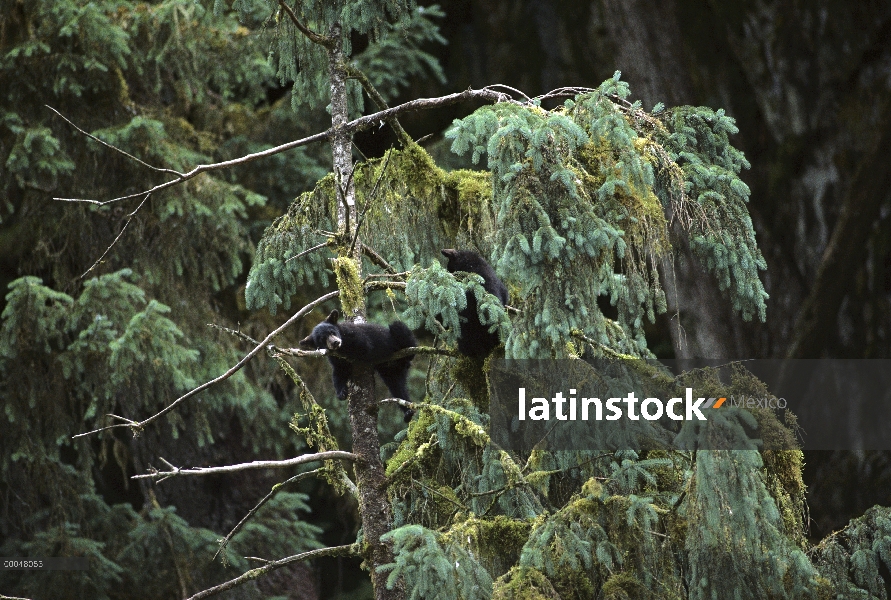 Negro cachorros de oso (Ursus americanus) en árbol, Alaska