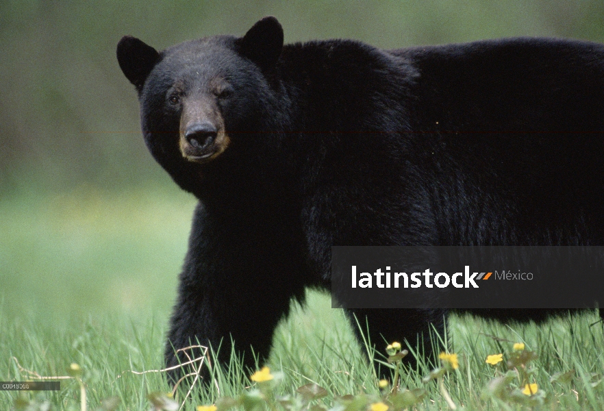 Retrato del oso negro (Ursus americanus), sureste de Alaska