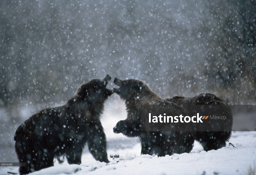 Oso Grizzly (Ursus arctos horribilis) trío pelearse en tormenta de nieve, Alaska