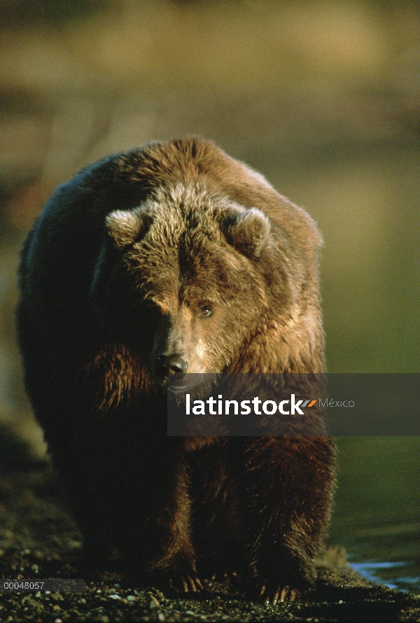 Retrato del oso pardo (Ursus arctos horribilis), Alaska