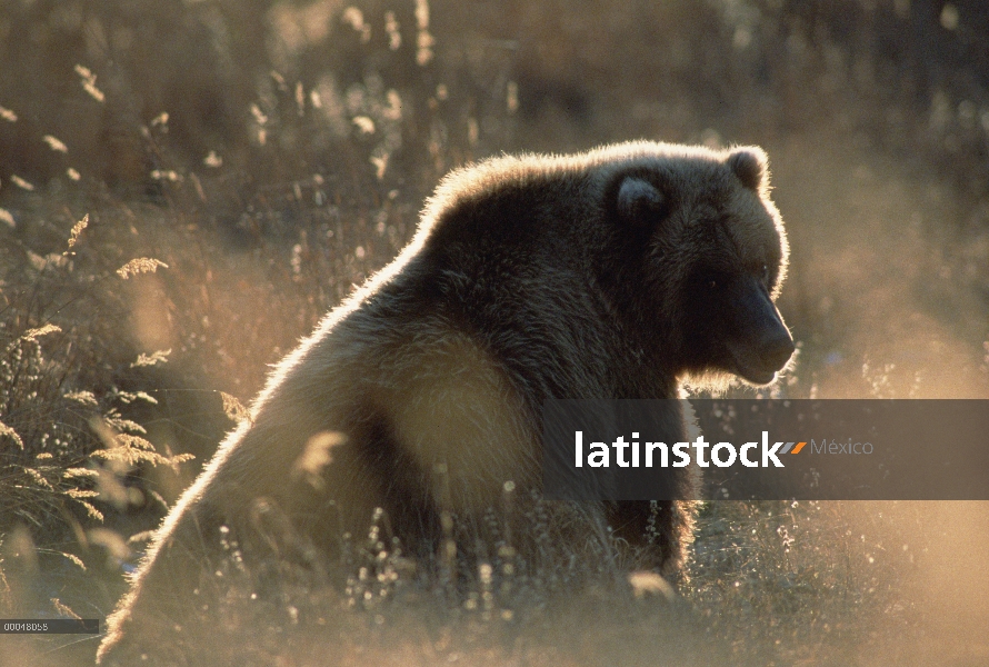 Oso Grizzly (Ursus arctos horribilis) en hierba alta, Alaska