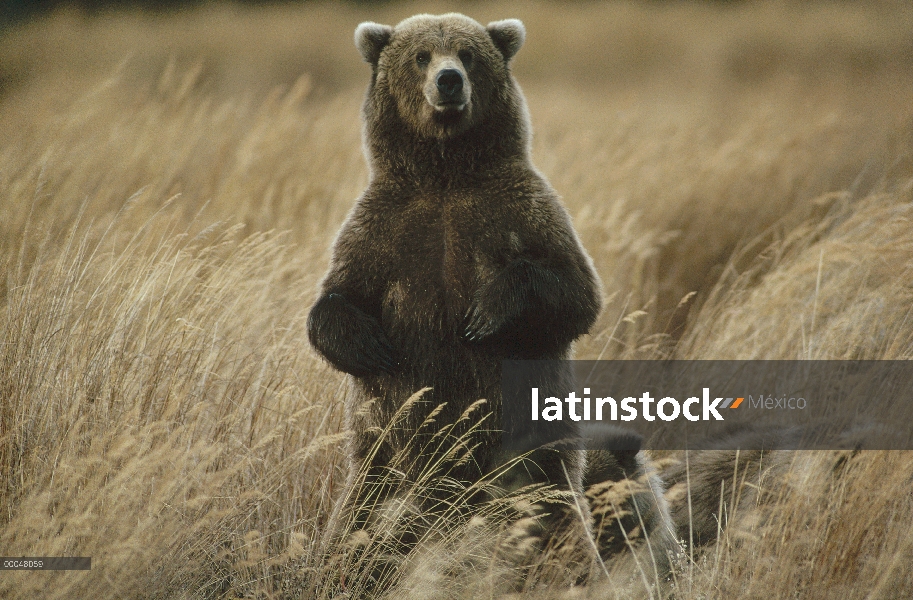 Oso Grizzly (Ursus arctos horribilis) en hierba alta, Alaska