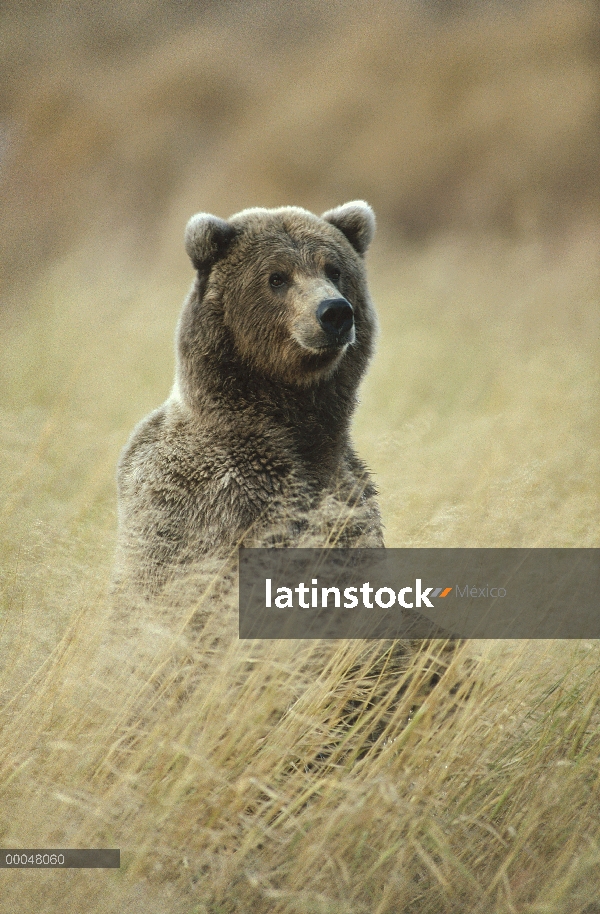 Oso Grizzly (Ursus arctos horribilis) en hierba alta, Alaska