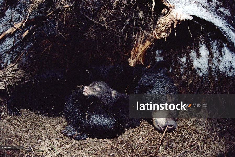 Oso negro (Ursus americanus) madre hibernando con cub, Minnesota