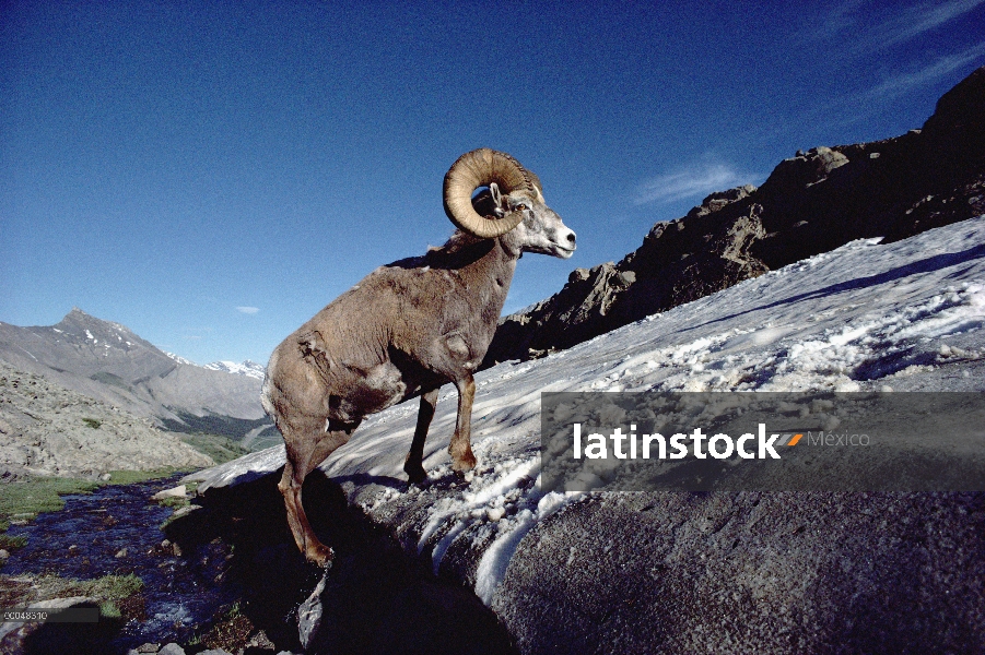 Borrego cimarrón (Ovis canadensis) escalada en snowbank, Alberta, Canadá