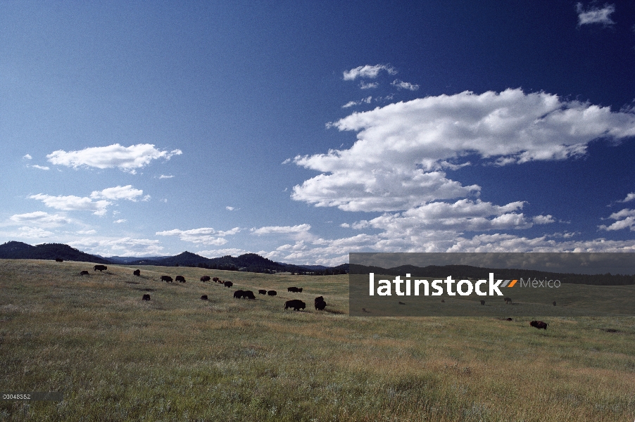 Bisonte americano (bisonte del bisonte) manada de pradera de pastoreo con árboles de pino Ponderosa 