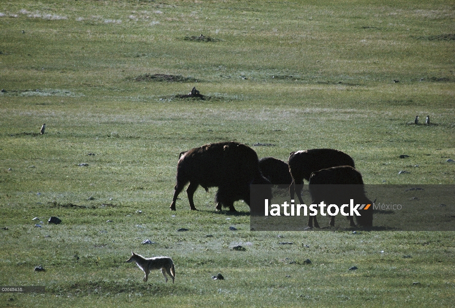 Bisonte americano (Bison bison) y Coyote (Canis latrans) en la ciudad de perrito de las praderas, Da