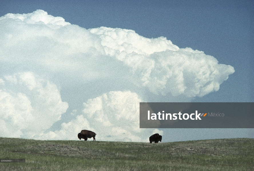 Par de bisonte americano (Bison bison), pastoreo en pradera bajo una nube de yunque, Nebraska