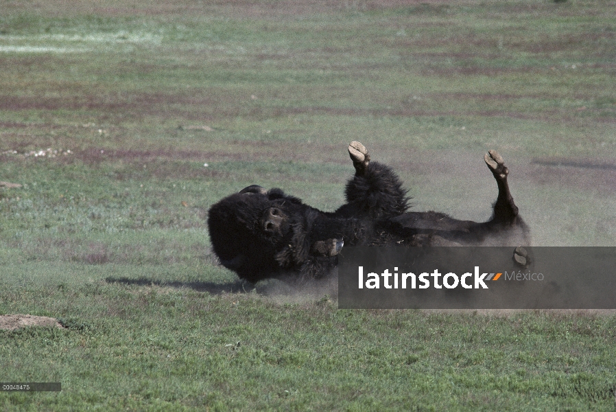 Macho de bisonte americano (bisonte del bisonte) revolcándose en el baño de polvo, Dakota del sur