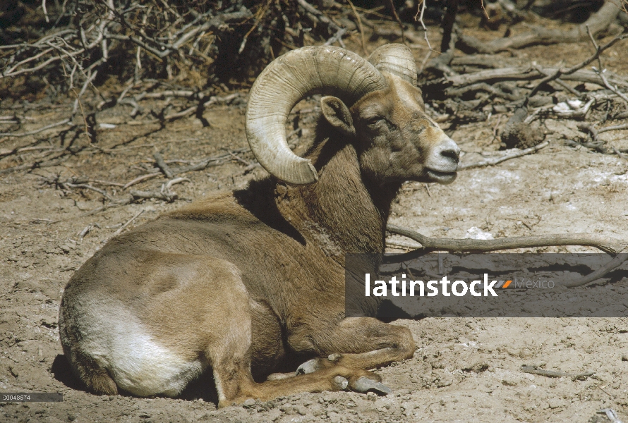 Borrego cimarrón (Ovis canadensis nelsoni) descanso, Utah del desierto