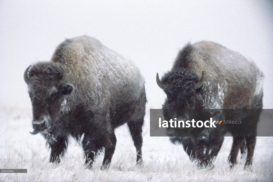 Par de bisonte americano (bisonte del bisonte) en invierno, Dakota del sur