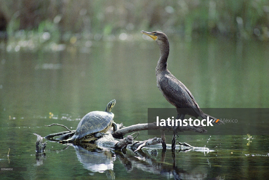 Doble-crested Cormorant (Phalacrocorax auritus) con Tortuga pintada (Chrysemys picta), California