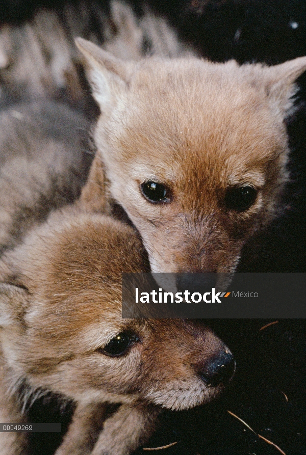 Cachorros de Coyote (Canis latrans), Nuevo México