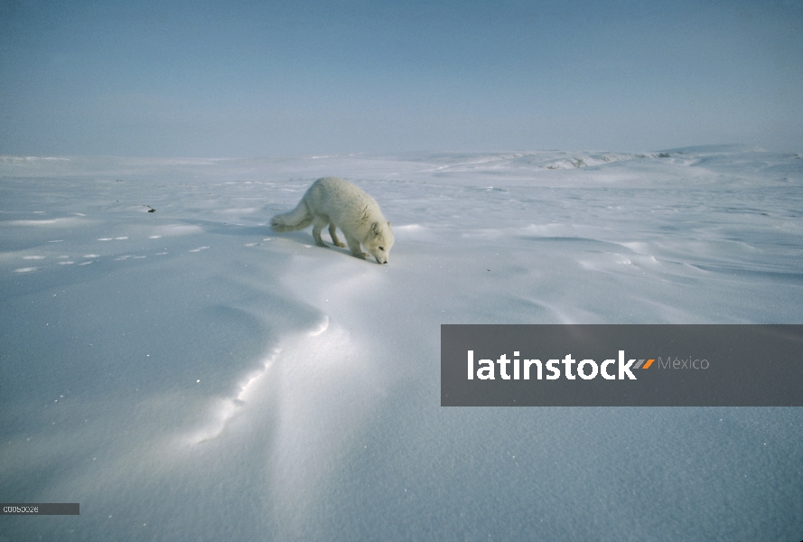 Zorro ártico (Alopex lagopus) en expansiva Nevado, isla de Ellesmere, Nunavut, Canadá