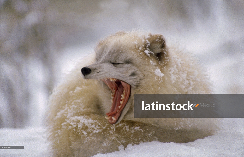 Zorro ártico (Alopex lagopus), el bostezo, América del norte