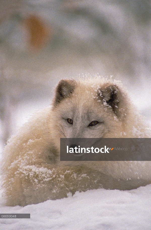 Zorro ártico (Alopex lagopus) descansando en la nieve, América del norte