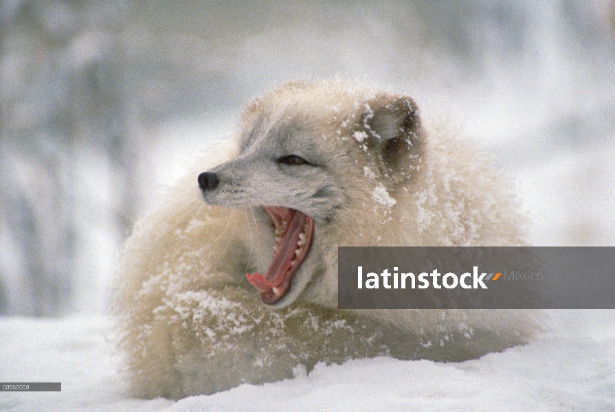 Zorro ártico (Alopex lagopus) adulto bostezar, América del norte