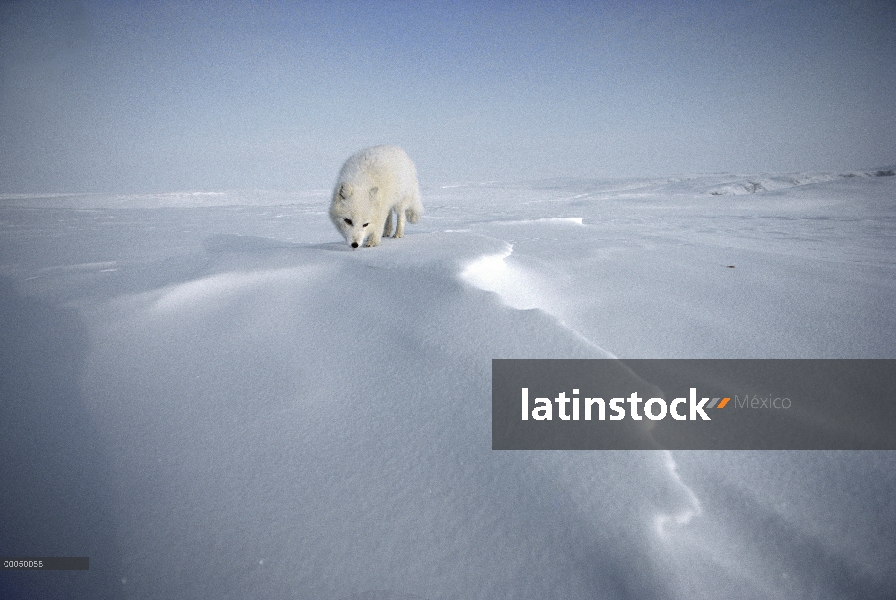 Zorro ártico (Alopex lagopus) frente a vista, isla de Ellesmere, Nunavut, Canadá