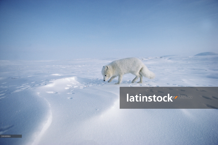 Zorro ártico (Alopex lagopus) en expansiva Nevado, isla de Ellesmere, Nunavut, Canadá