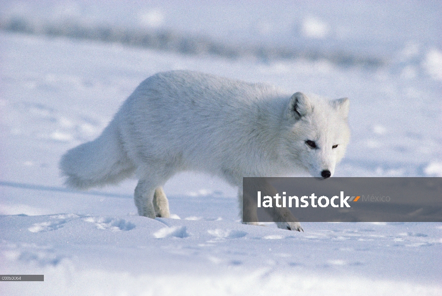 Retrato del zorro ártico (Alopex lagopus), isla de Ellesmere, Nunavut, Canadá