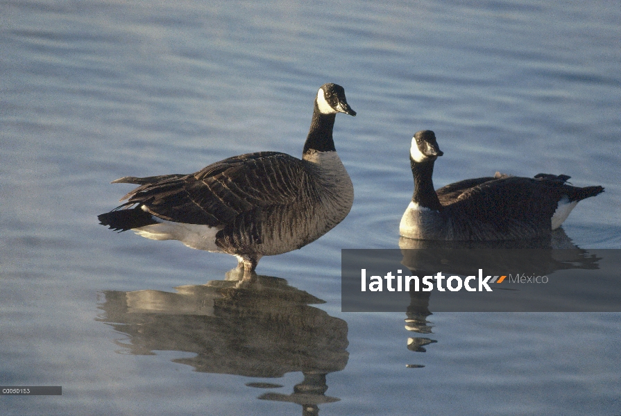 Par de Barnacla Canadiense (Branta canadensis) en aguas poco profundas, América del norte