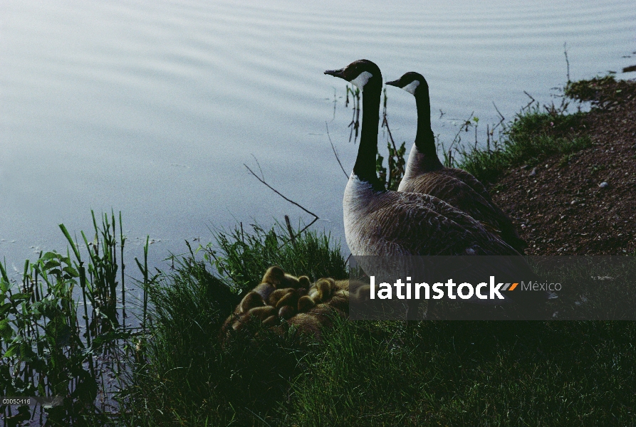 Barnacla Canadiense (Branta canadensis) familia del río, América del norte