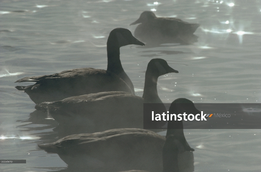 Barnacla Canadiense (Branta canadensis) trio puesto a contraluz en el lago, América del norte