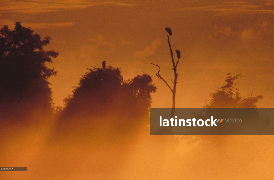 Trío gran garza azul (Ardea herodias) en árbol al atardecer, Minnesota